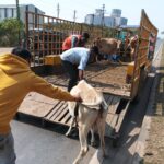 नगर निगम का मवेशी धर-पकड अभियान,8 मवेशी पकड रेवाडीह कांजी&hellip;