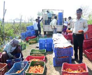 राजनांदगांव : सब्जियों की खेती से धान की तुलना में तीन से चार गुना अधिक हो रही आमदनी…