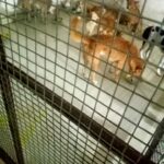 5 माह में 800 आवारा कुत्तो का हुआ बधियाकरण…