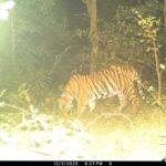 नर बाघ की दहाड़ और विचरण से नवागढ़ और आसपास&hellip;