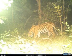 नर बाघ की दहाड़ और विचरण से नवागढ़ और आसपास के ग्रामीण दहशत के बीच रातजगा कर रहे…