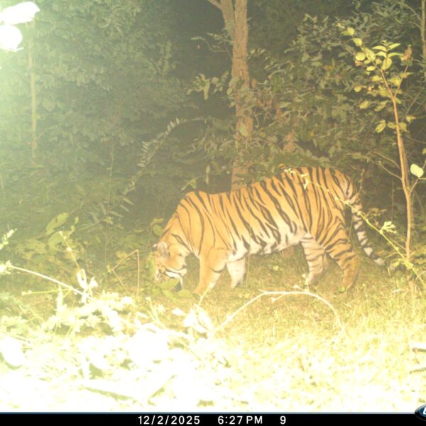 नर बाघ की दहाड़ और विचरण से नवागढ़ और आसपास&hellip;