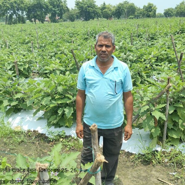 उन्नत उद्यानिकी तकनीक से बदली कृषक जीधन साहू की तक़दीर…