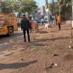 नगर निगम का मवेशी धर पकड अभियान, शहर के अंदर से आज पकडे 8 मवेशी…