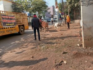 नगर निगम का मवेशी धर पकड अभियान, शहर के अंदर से आज पकडे 8 मवेशी…