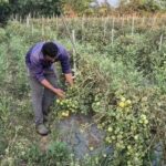 रायपुर : ग्राफ्टेड टमाटर की खेती से युवराज साहू को हो रहा दोगुना फायदा…