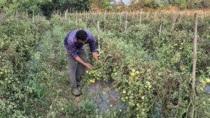 रायपुर : ग्राफ्टेड टमाटर की खेती से युवराज साहू को हो रहा दोगुना फायदा…