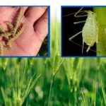 गेहूं फसल में कीट एवं खरपतवार से बचाव के लिए किसानों को दी गई कृषि विभाग द्वारा समसामयिक सलाह…