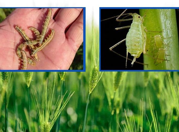 गेहूं फसल में कीट एवं खरपतवार से बचाव के लिए किसानों को दी गई कृषि विभाग द्वारा समसामयिक सलाह…