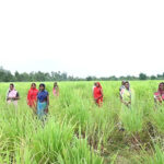 रायपुर : लेमनग्रास की खेती- किसानों के लिए कमाई का उत्तम विकल्प…