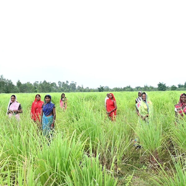 रायपुर : लेमनग्रास की खेती- किसानों के लिए कमाई का उत्तम विकल्प…