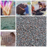 रायपुर : स्पेशल स्टोरी : छत्तीसगढ़ में मखाना उत्पादन को प्रोत्साहन…