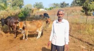 रायपुर : कृत्रिम गर्भाधान से नस्ल सुधार और दूध उत्पादन में बढ़ोतरी…