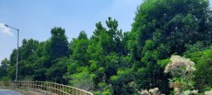 रायपुर : 3.52 लाख पौधों के रोपण से हरित आवरण में हुआ बढ़ोत्तरी…