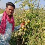 टमाटर की बेहतरीन फसल होने से किसान त्रवेंद्र साहू की बदली किस्मत…