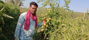 टमाटर की बेहतरीन फसल होने से किसान त्रवेंद्र साहू की बदली किस्मत…