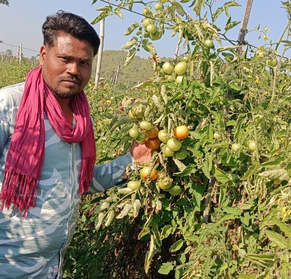 टमाटर की बेहतरीन फसल होने से किसान त्रवेंद्र साहू की बदली किस्मत…