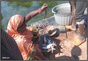 रायपुर : मछली पालन से बदली जिंदगी: लिखमनिया बाई को 10 माह में एक लाख रुपये का शुद्ध लाभ…