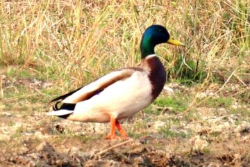 रायपुर : गिधवा टैंक में प्रवासी मल्लार्ड का आगमन, बढ़ी क्षेत्र की पहचान…