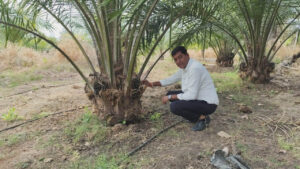 रायपुर : एक एकड़ में सवा लाख रुपए का मुनाफा देने वाला पाम ऑयल की खेती…