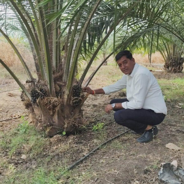 रायपुर : एक एकड़ में सवा लाख रुपए का मुनाफा देने वाला पाम ऑयल की खेती…