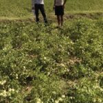 रायपुर : राष्ट्रीय बागवानी मिशन से किसानों को संबल : उन्नत तकनीक से टमाटर खेती में बढ़ा उत्पादन और मुनाफा…