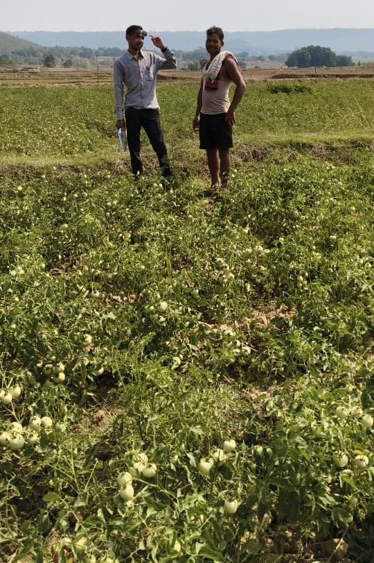 रायपुर : राष्ट्रीय बागवानी मिशन से किसानों को संबल : उन्नत तकनीक से टमाटर खेती में बढ़ा उत्पादन और मुनाफा…