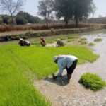 धमतरी : धान के साथ वैकल्पिक फसलों की ओर बढ़ते&hellip;