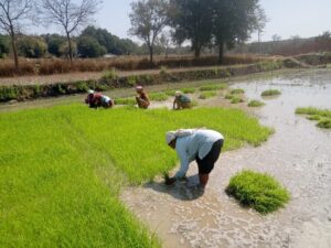 धमतरी : धान के साथ वैकल्पिक फसलों की ओर बढ़ते धमतरी के किसान, रागी की खेती में बढ़ी भागीदारी…