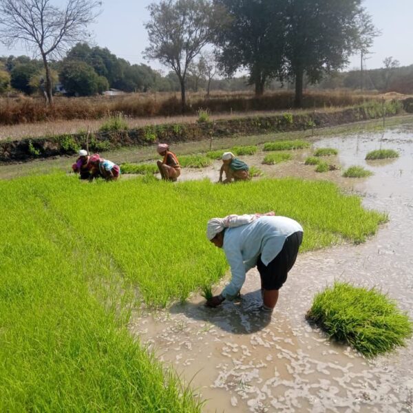 धमतरी : धान के साथ वैकल्पिक फसलों की ओर बढ़ते धमतरी के किसान, रागी की खेती में बढ़ी भागीदारी…