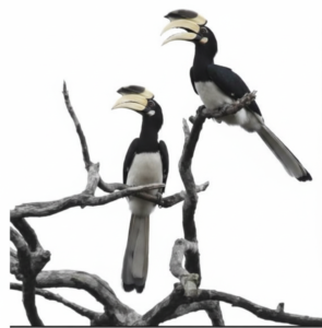 रायपुर : दुर्लभ हॉर्नबिल संरक्षण की विशेष पहल :उदंती-सीतानदी में विकसित हो रहे प्राकृतिक उद्यान…