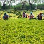 रायपुर : धान से ब्राम्ही तक : कम लागत में&hellip;