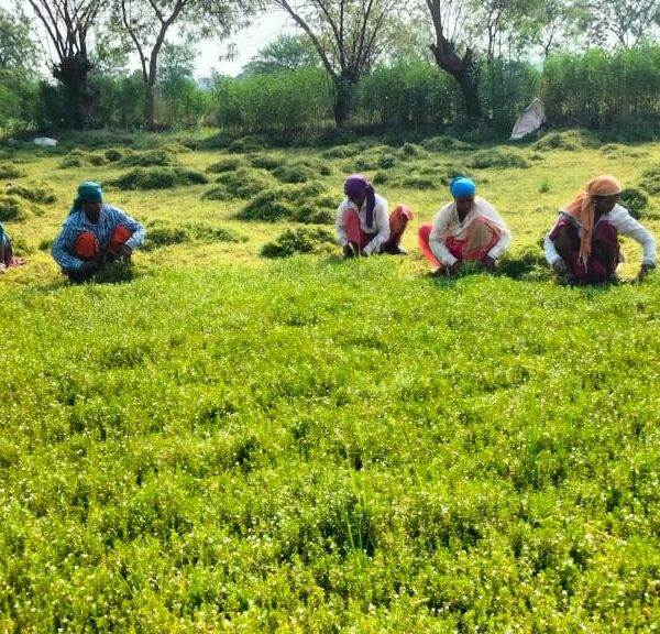 रायपुर : धान से ब्राम्ही तक : कम लागत में अधिक लाभ की ओर अग्रसर किसान…