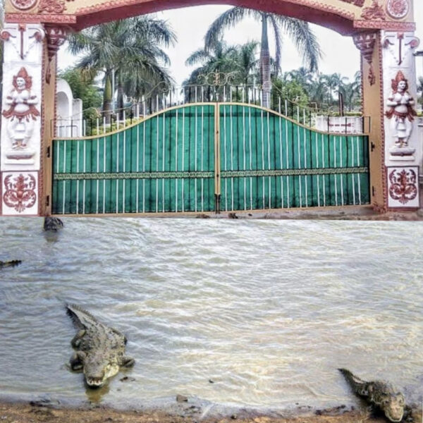 रायपुर : मगरमच्छ संरक्षण से बदली कोटमीसोनार की तस्वीर…