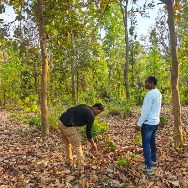 रायपुर : बाघ गणना का कार्य सफलतापूर्वक संपन्न…