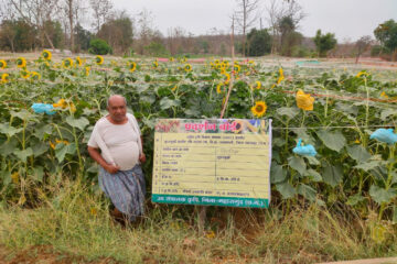 रायपुर : ग्रीष्मकालीन तिलहन खेती से समृद्धि की ओर अग्रसर किसान…