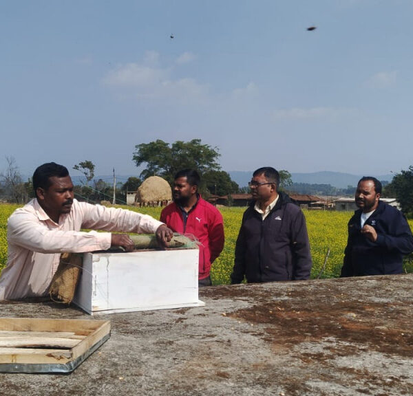 रायपुर : मधुमक्खी पालन: कम लागत में ज्यादा मुनाफे का बेहतर विकल्प…