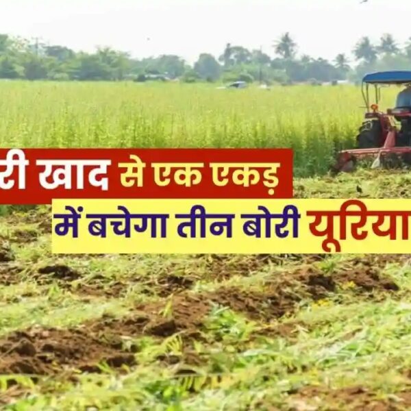 रायपुर : विशेष लेख : हरी खाद- खेती में बढ़ेगा उत्पादन, मिट्टी की सेहत होगी बेहतर…