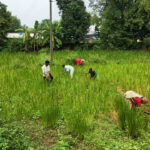 रायपुर : पैडी डायवर्सन मॉडल से बदली किसानों की तकदीर…